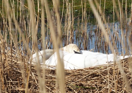 broedende-zwaan.jpg